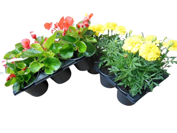 BARQUETTE DE 6 PLANTES À MASSIF