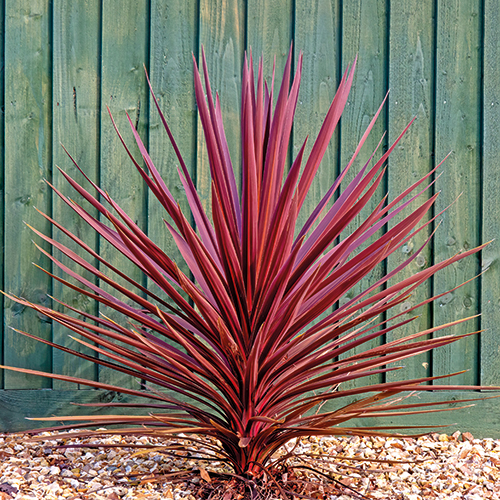 CORDYLINE AUSTRALIS RED STAR