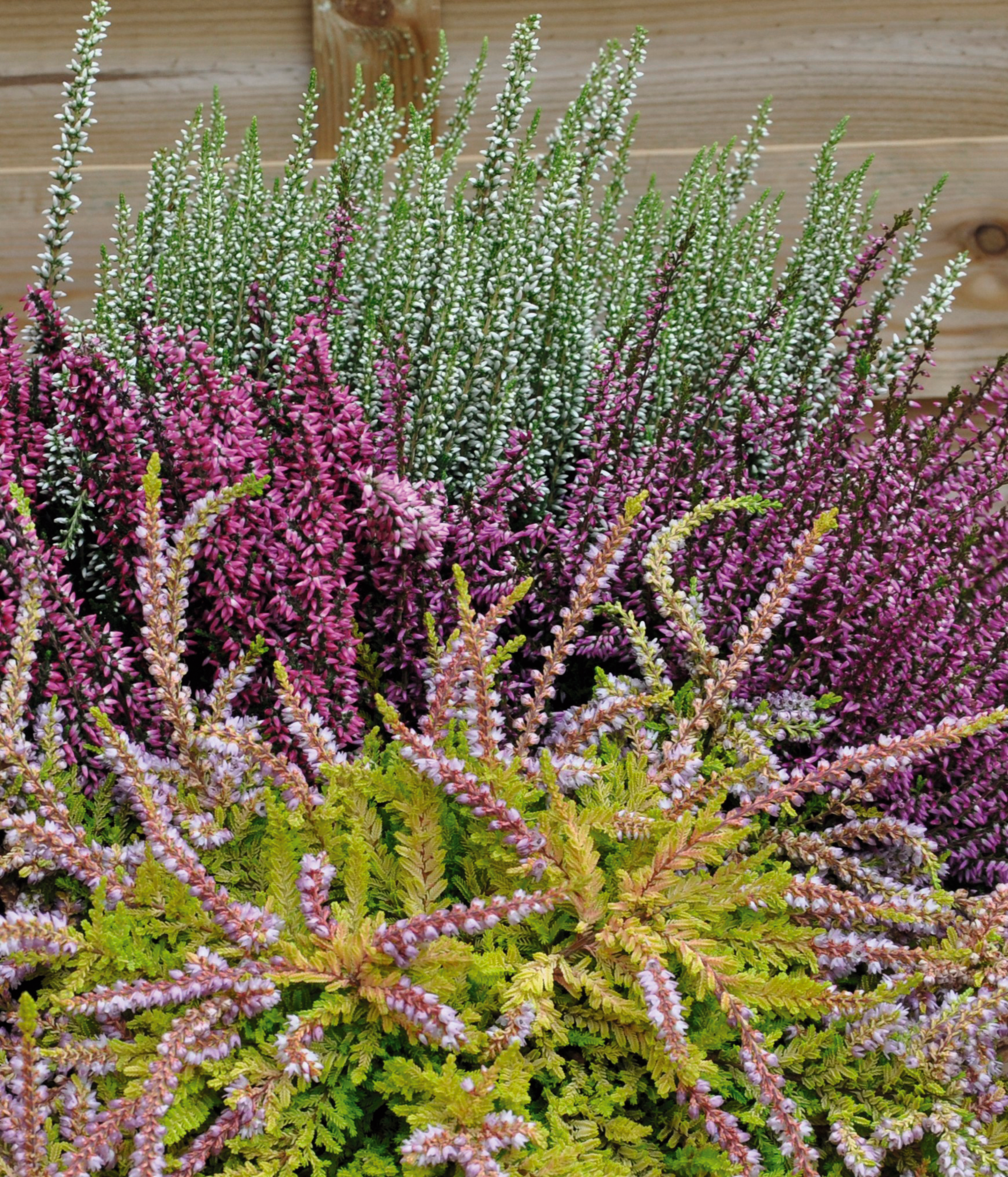 BRUYÈRE CALLUNA TRICOLORE