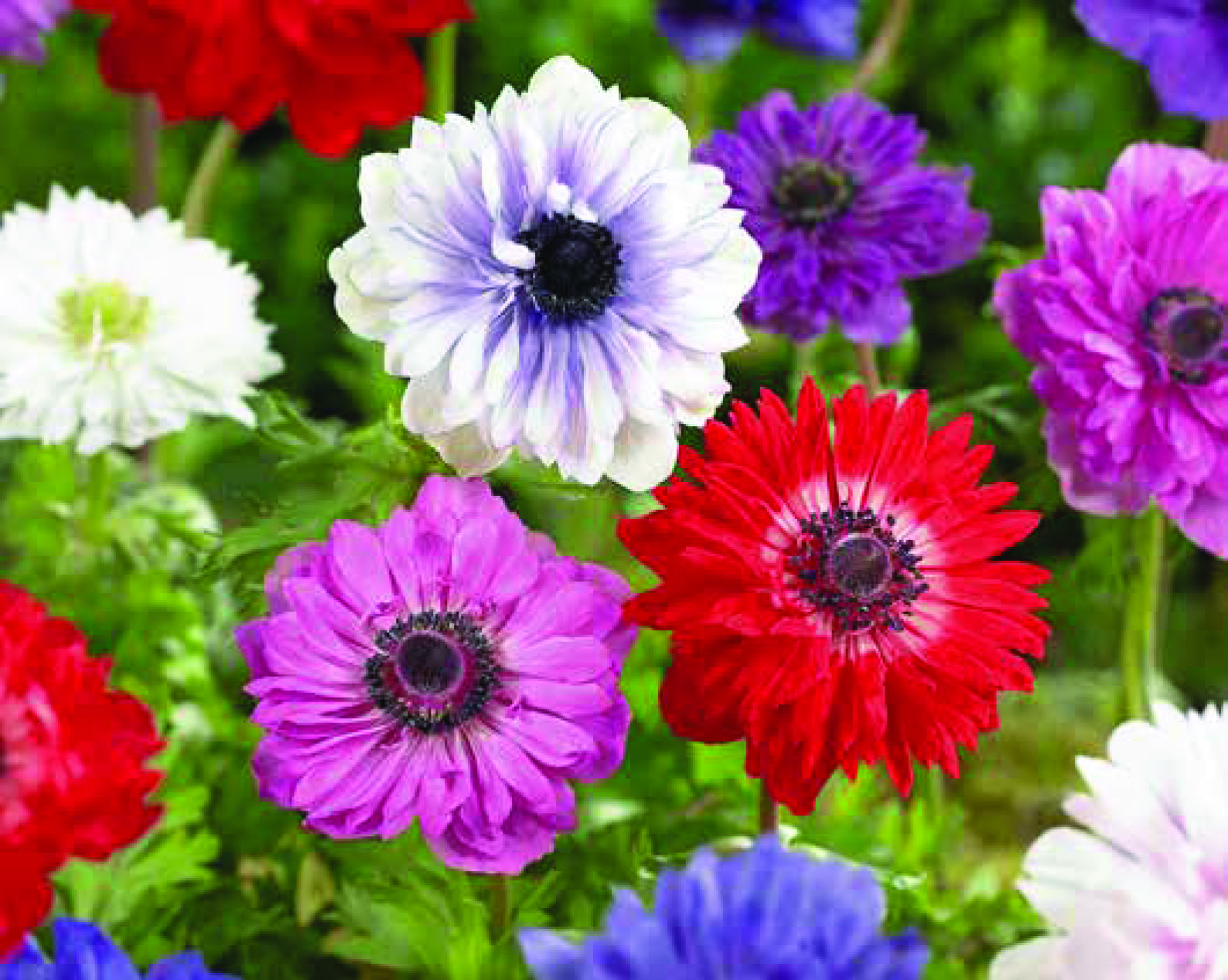 ANEMONE ST BRIGID