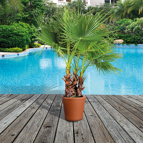 WASHINGTONIA ROBUSTA MULTI TRONC