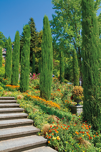 CUPRESSUS