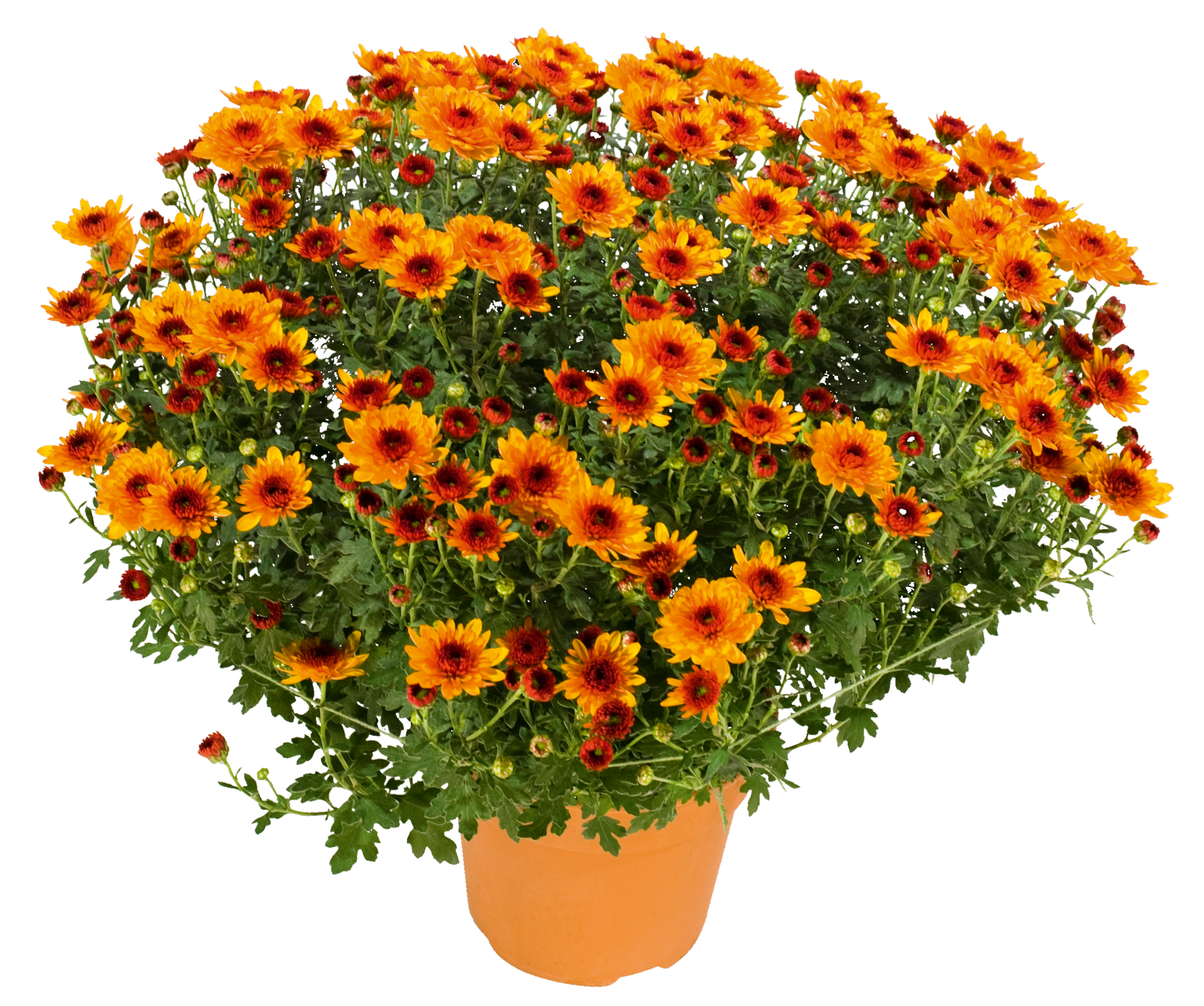 Chrysanthème