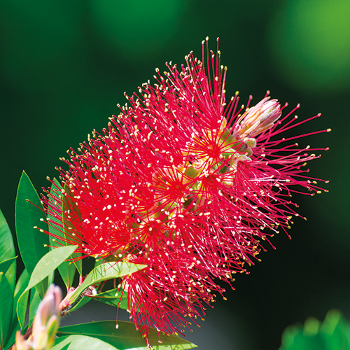 CALLISTEMON LAEVIS