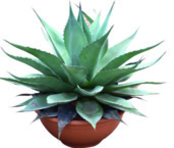 AGAVES ET OPUNTIAS MIXTES