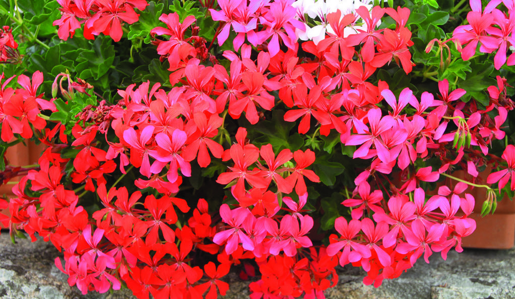 GÉRANIUM LIERRE SIMPLE