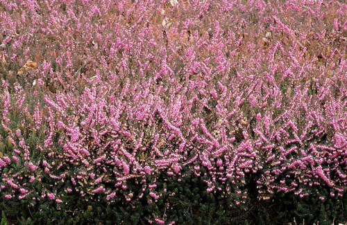 ASSORTIMENT DE PLANTES COUVRE-SOL