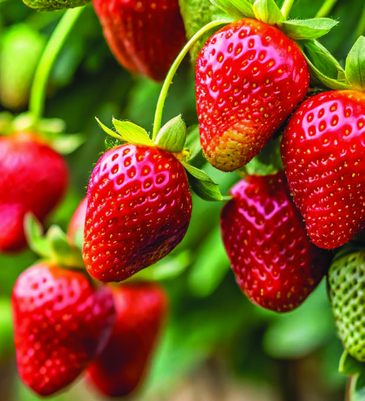 FRAISE MOUNT 
