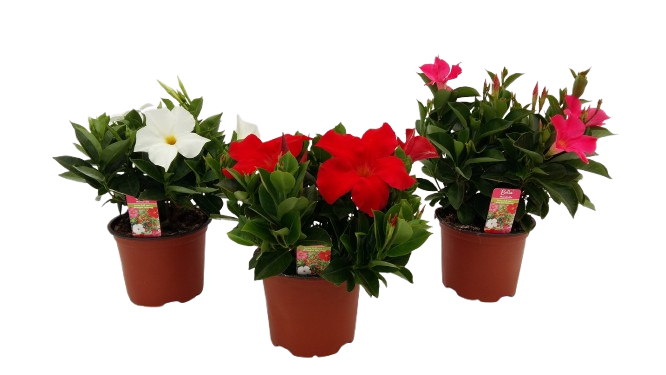 DIPLADENIA