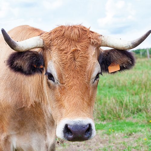 VIANDE BOVINE