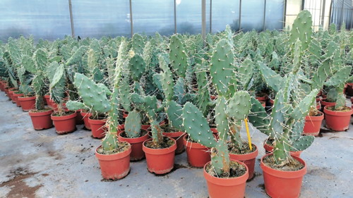 OPUNTIA MIX
