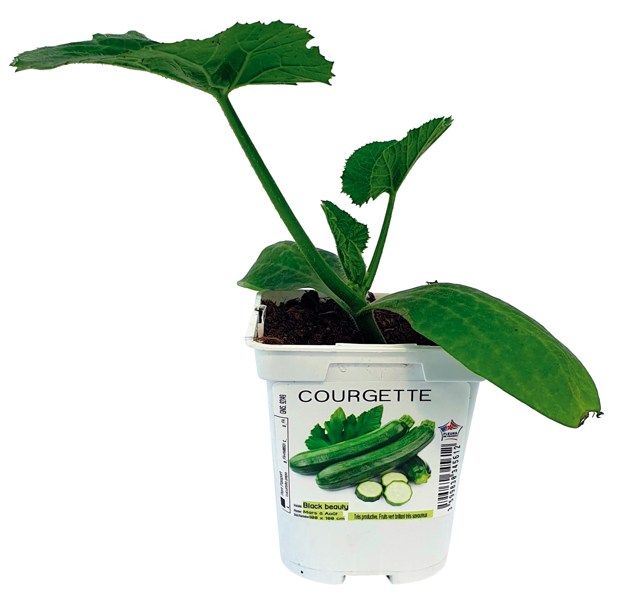 PLANT DE LÉGUME