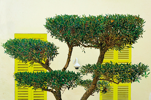 OLIVIER OLEA TOPIAIRE PLATEAU “NUAGE” ZIG ZAG