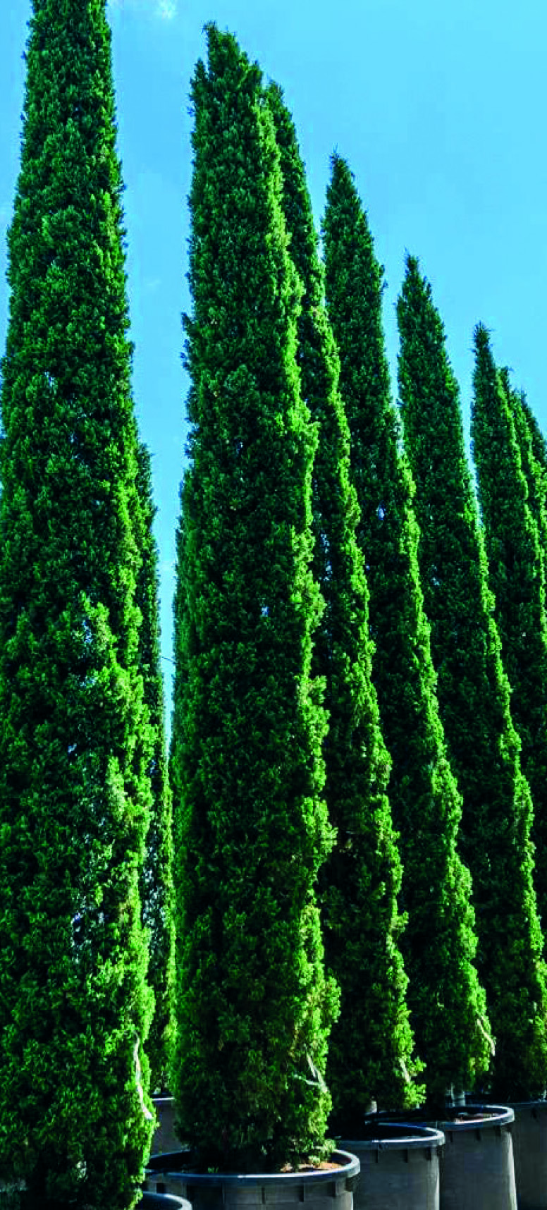 CUPRESSUS LEYLANDII