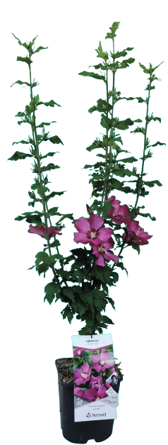 HIBISCUS SYRIACUS