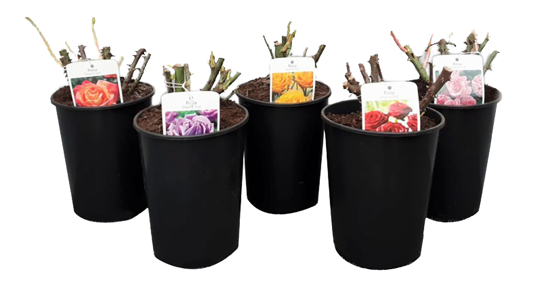 ROSIER GRIMPANT GREFFÉ COLLECTION GÉNÉRALE