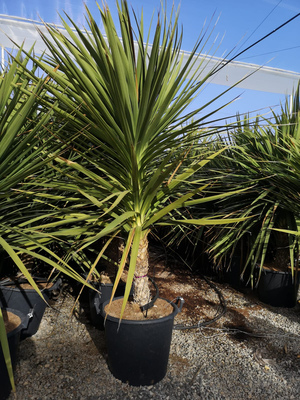 DRACAENA
