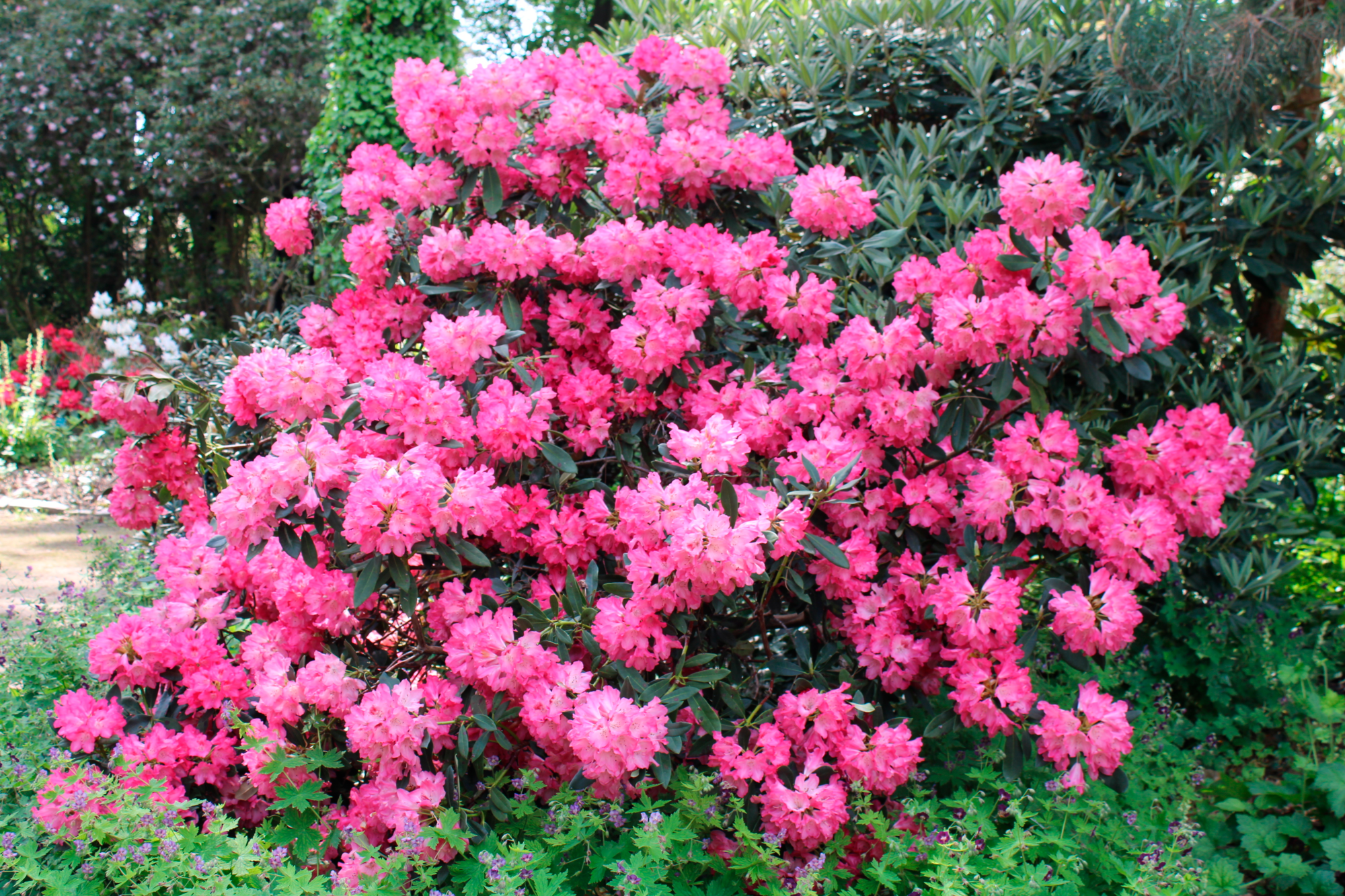 RHODODENDRON HYBRIDE 