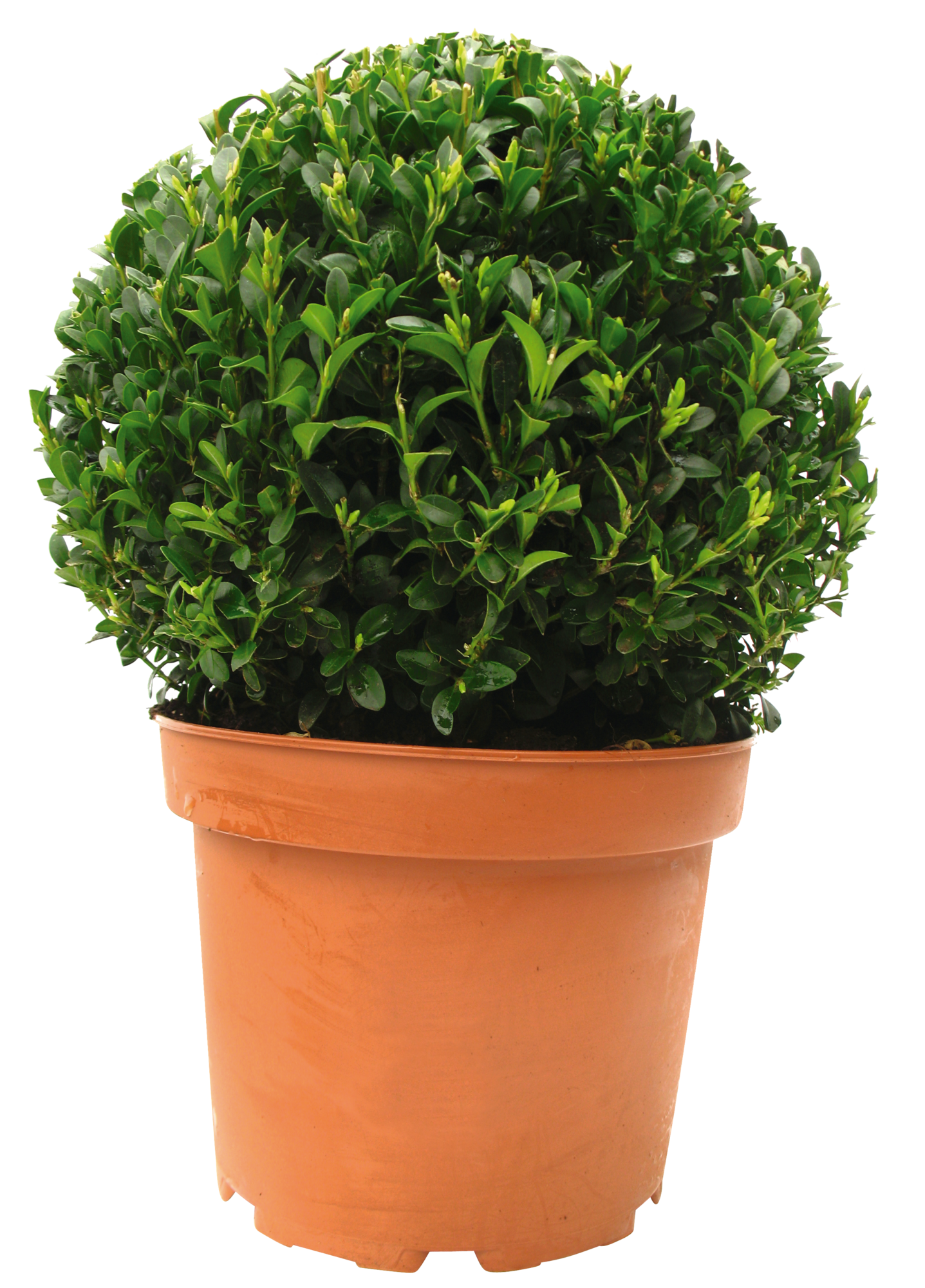 BUIS BOULE "BUXUS SEMPERVIRENS"
