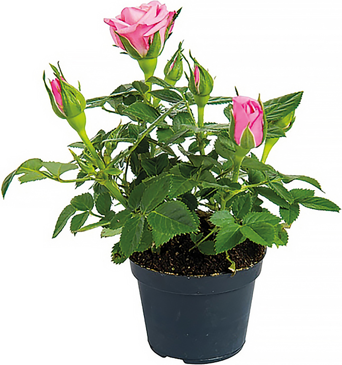 ROSIER