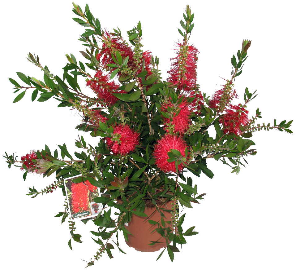 CALLISTEMON