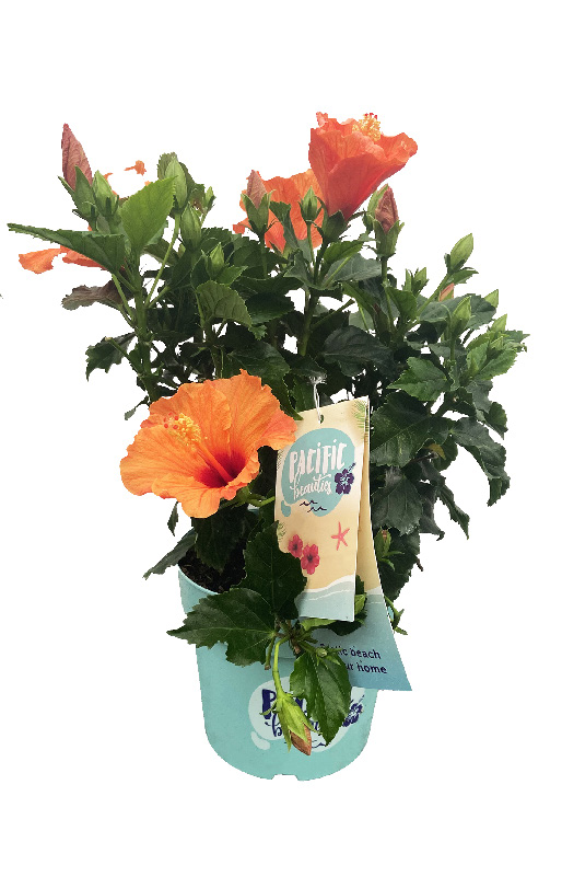 HIBISCUS LONGLIFE