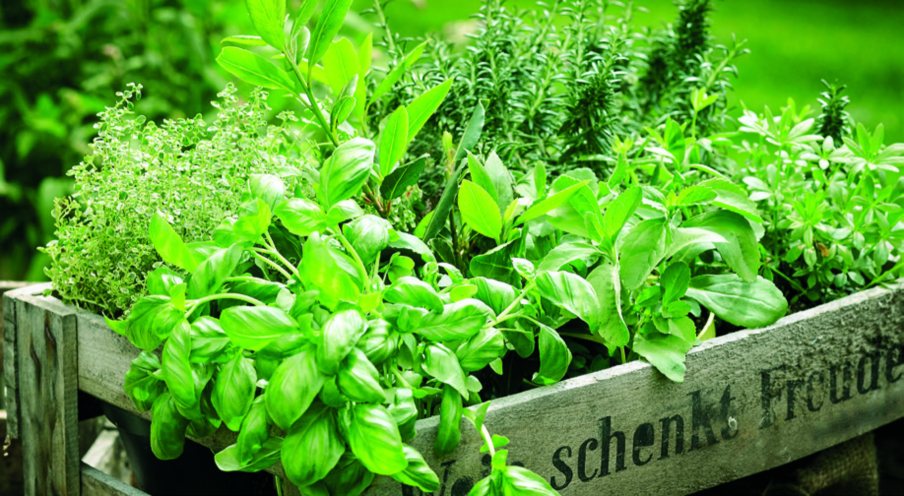 PLANTES AROMATIQUES