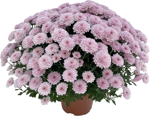 CHRYSANTHÈME MULTIFLEURS UNI