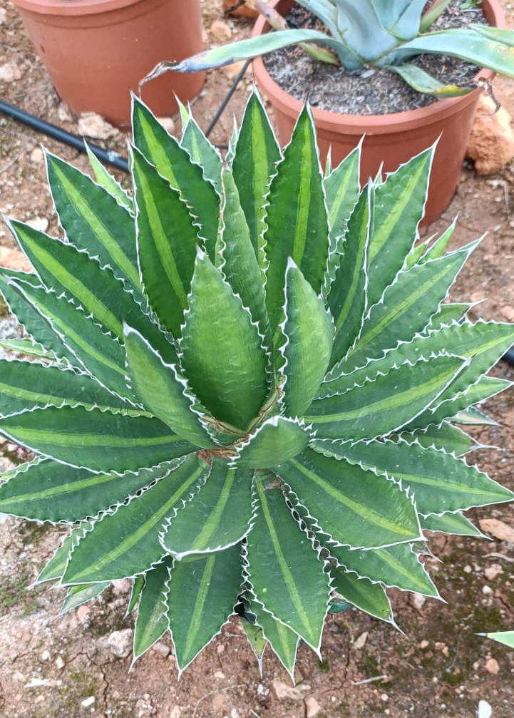 AGAVES