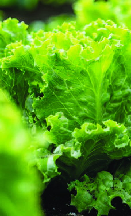 SALADE