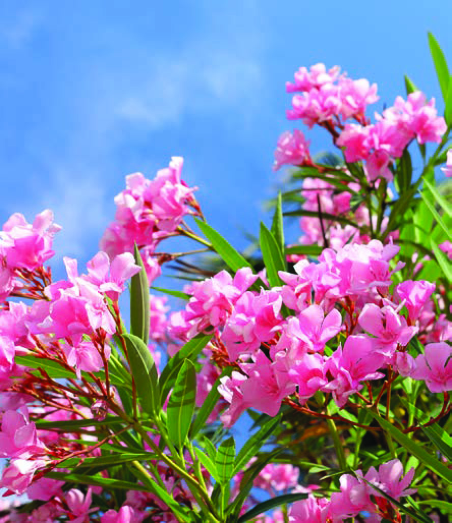 NERIUM ROSA
