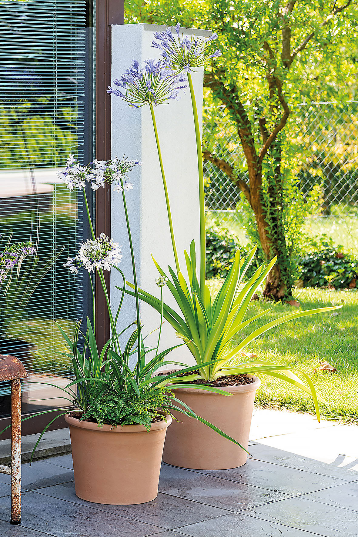 POT EN TERRE CUITE 43 CM
PRIMITIVO