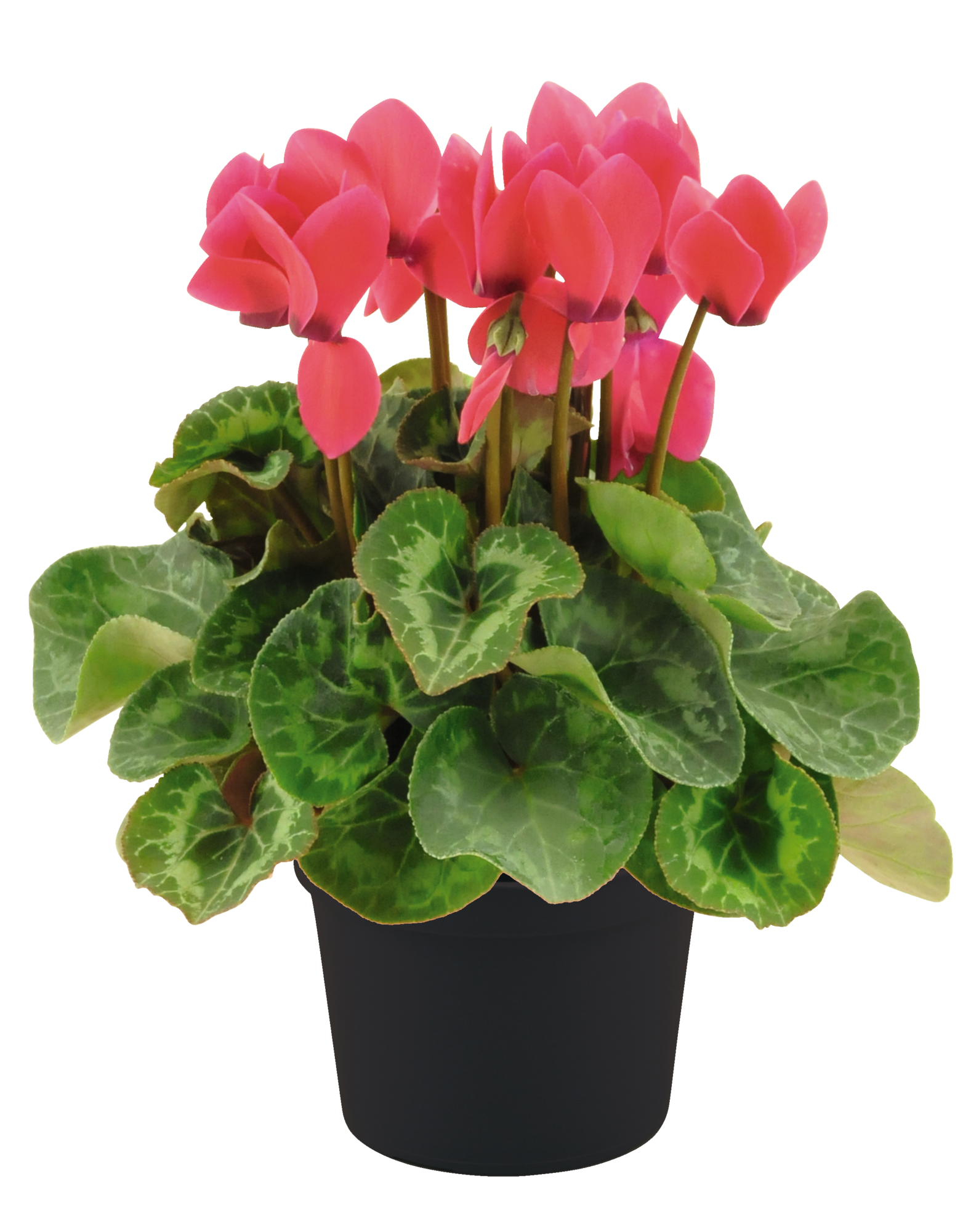 Cyclamen