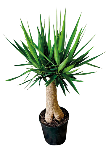 YUCCA ELEGANS PATA ELEFANTE