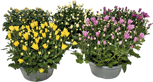 CHRYSANTHÈME COUPÉ