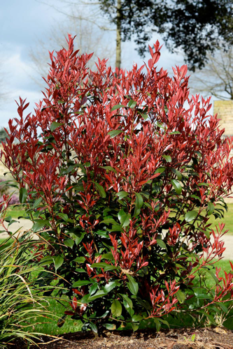 PHOTINIA CARRÉ ROUGE