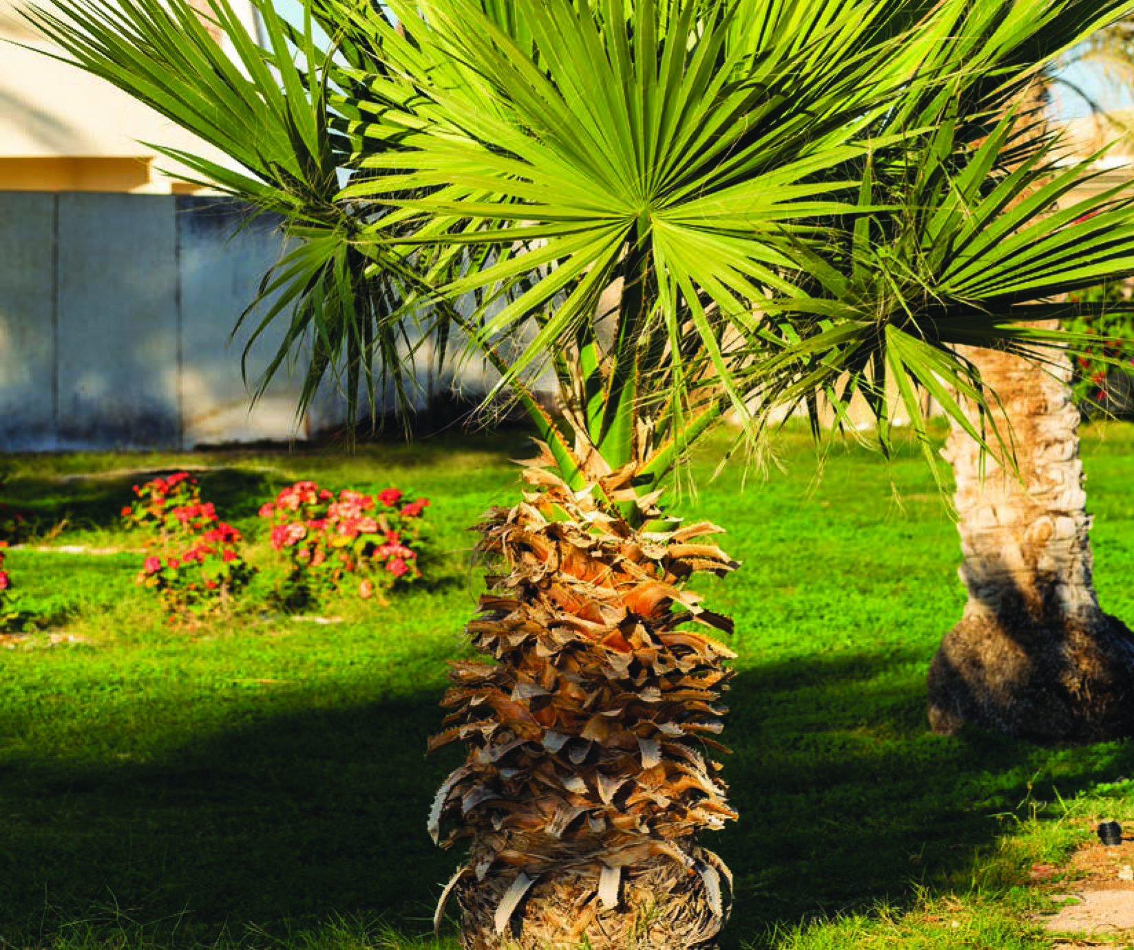 WASHINGTONIA GRUPO