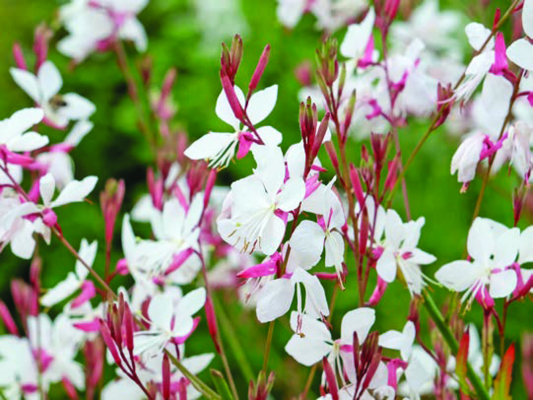 GAURA BLANCA
