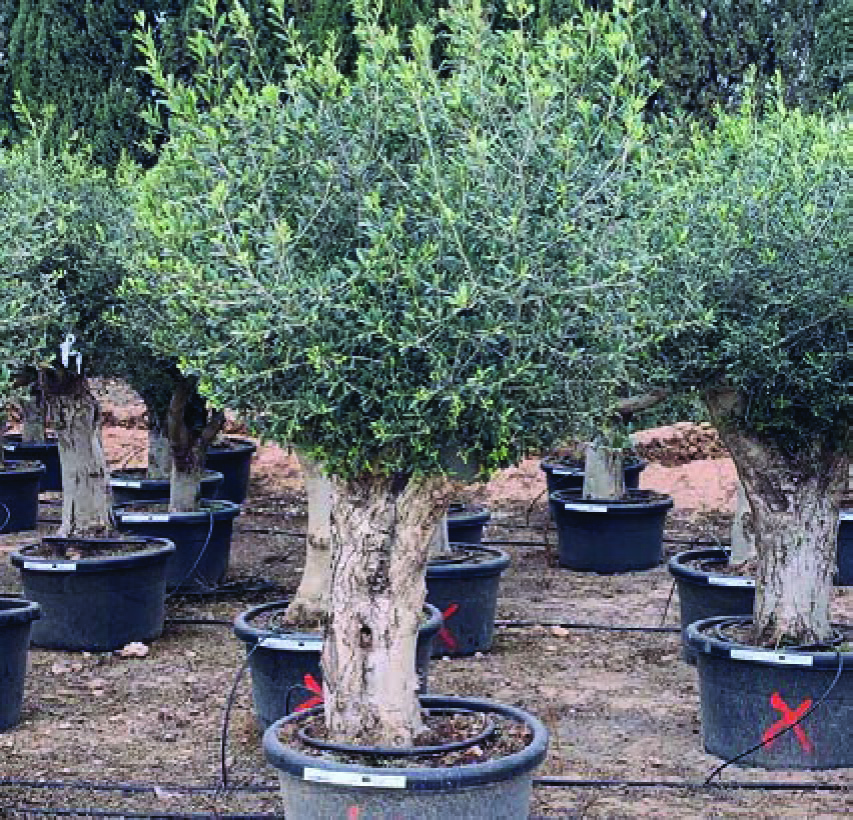 OLEA TURTUGA