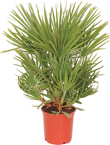 CHAMAEROPS HUMILIS