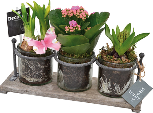 KALANCHOE, NARCISSE ET JACINTHE 
SUR PLATEAU EN BOIS AVEC TROIS VERRES