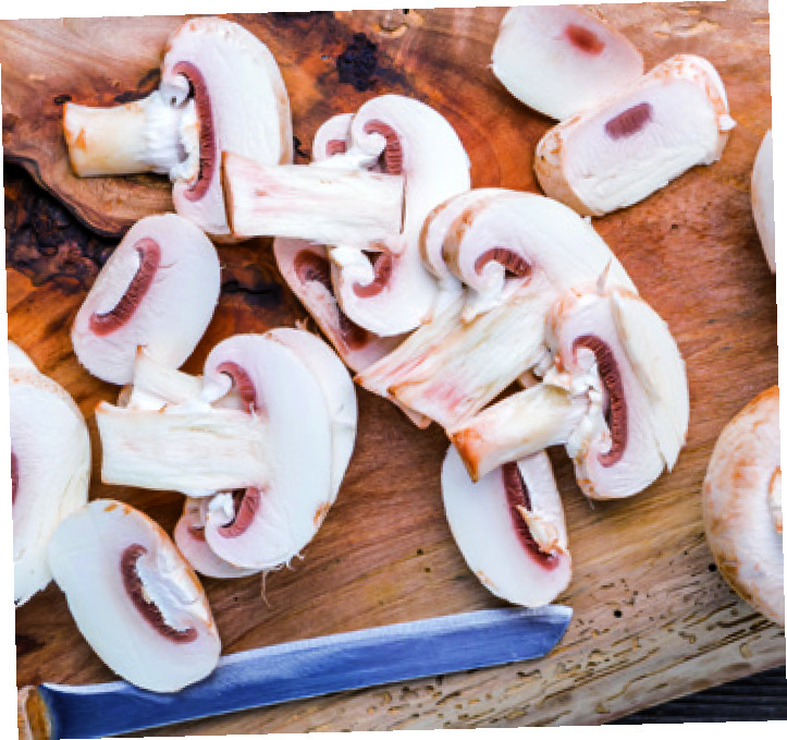CHAMPIGNONS BLANCS SARL RENAUD ET FILS