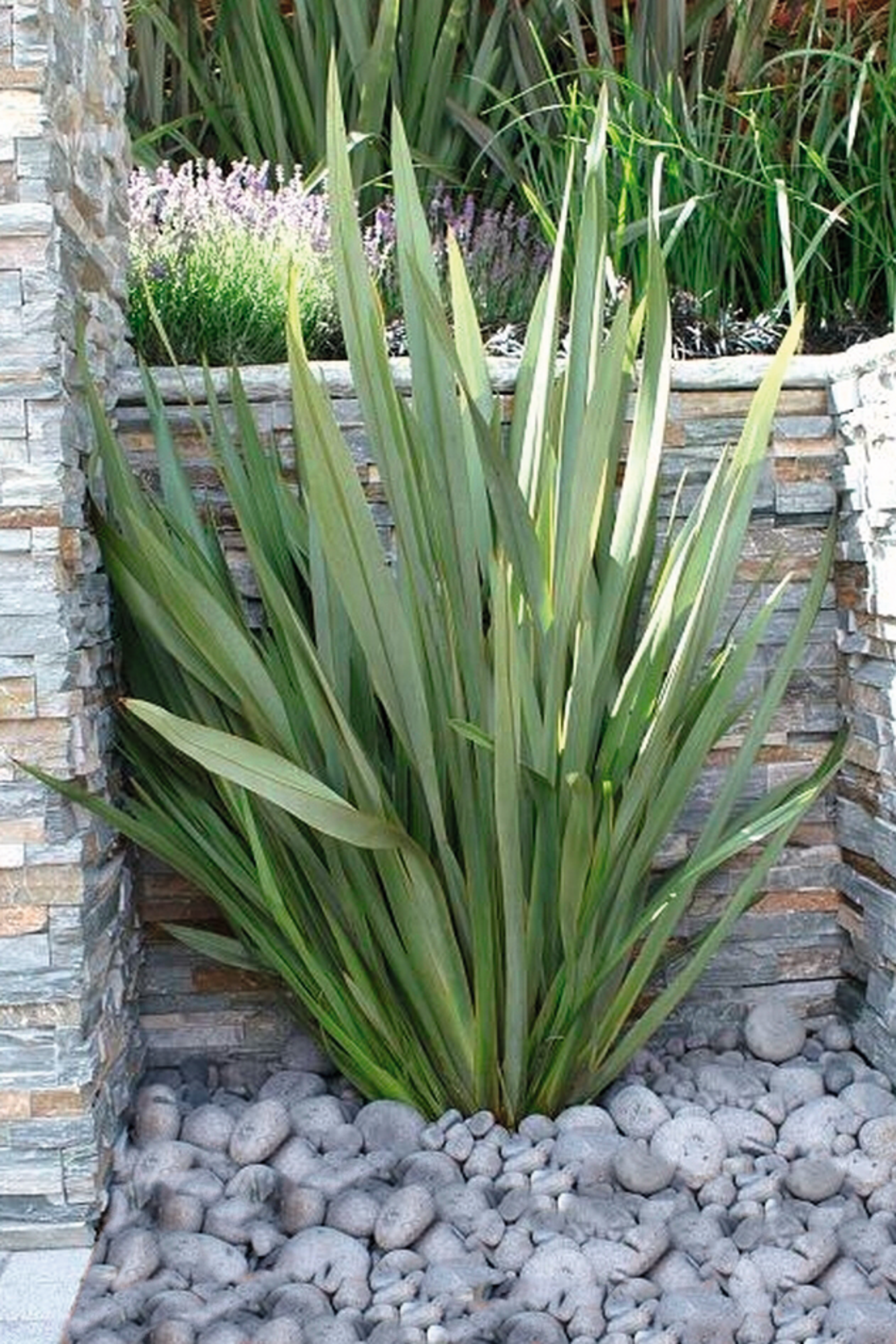 LIN DE NOUVELLE ZÉLANDE "PHORMIUM"