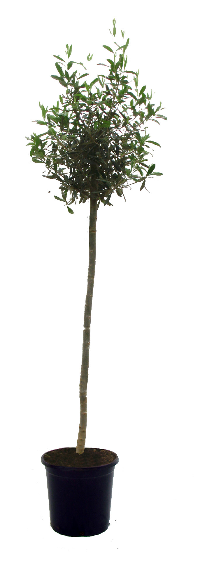 OLEA EUROPEA