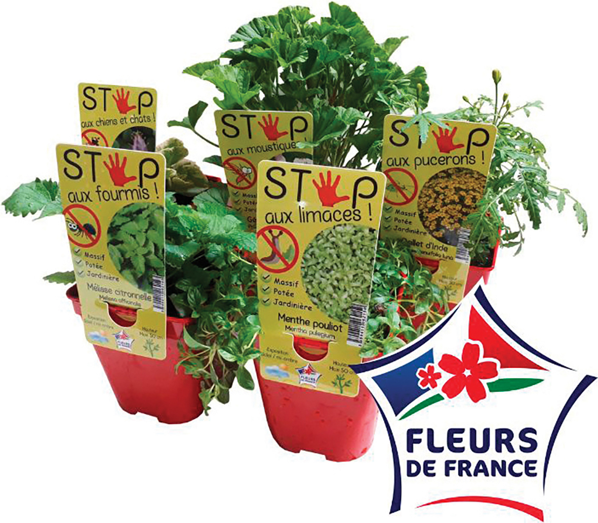 PLANTE RÉPULSIVE