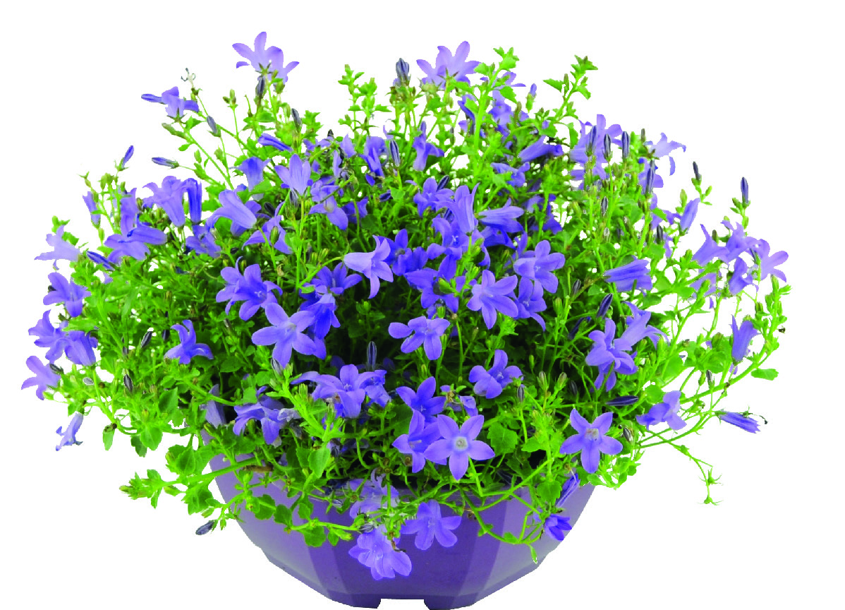 CAMPANULES