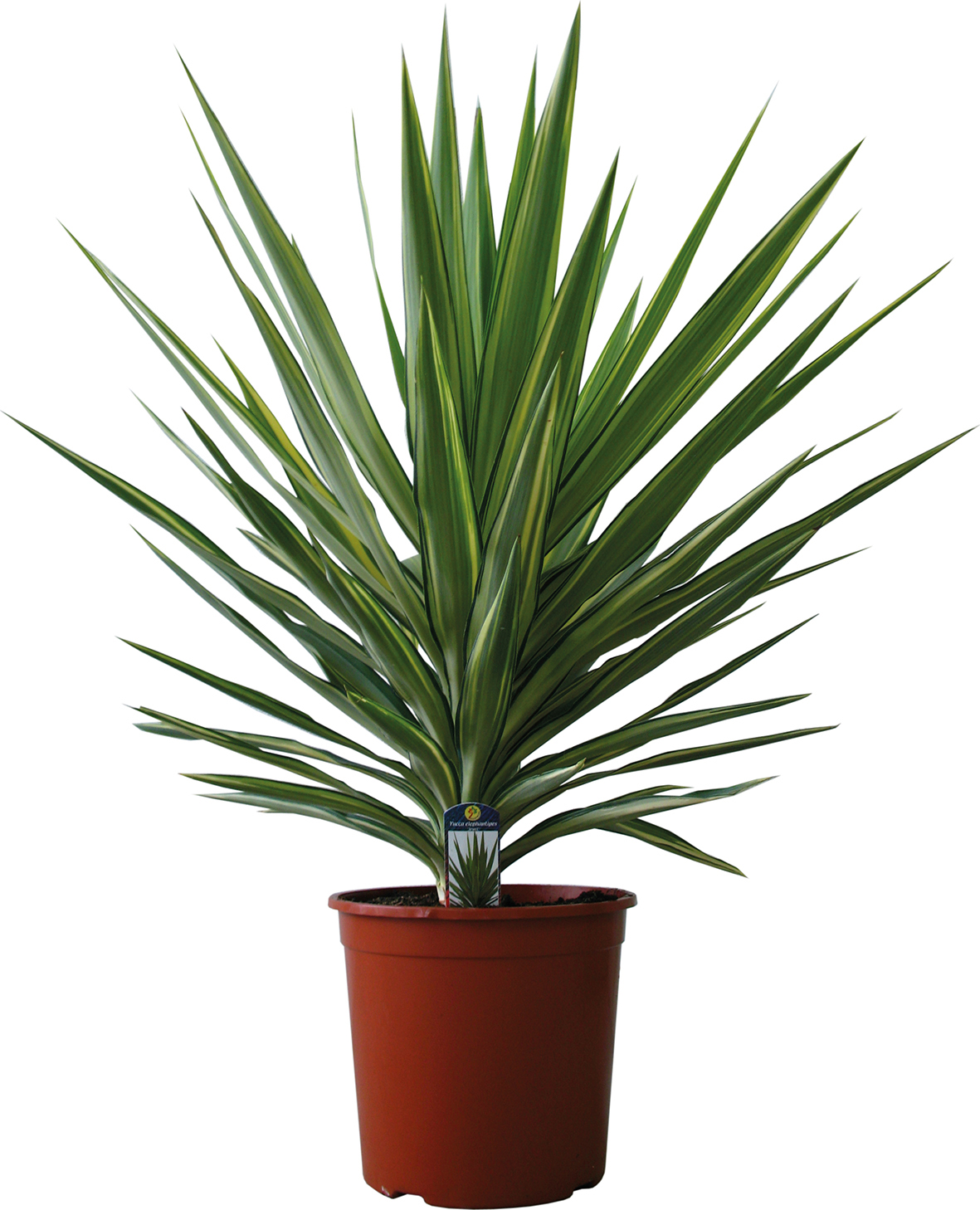 Yucca
