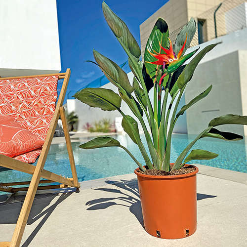 STRELITZIA AUGUSTA