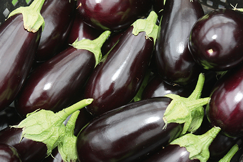 AUBERGINE VIOLETTE