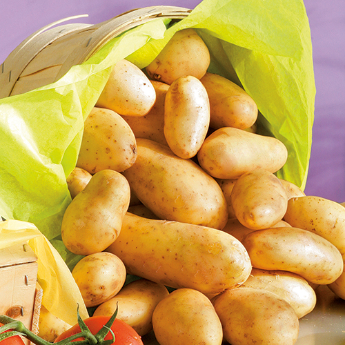 POMMES DE TERRE PRIMEUR